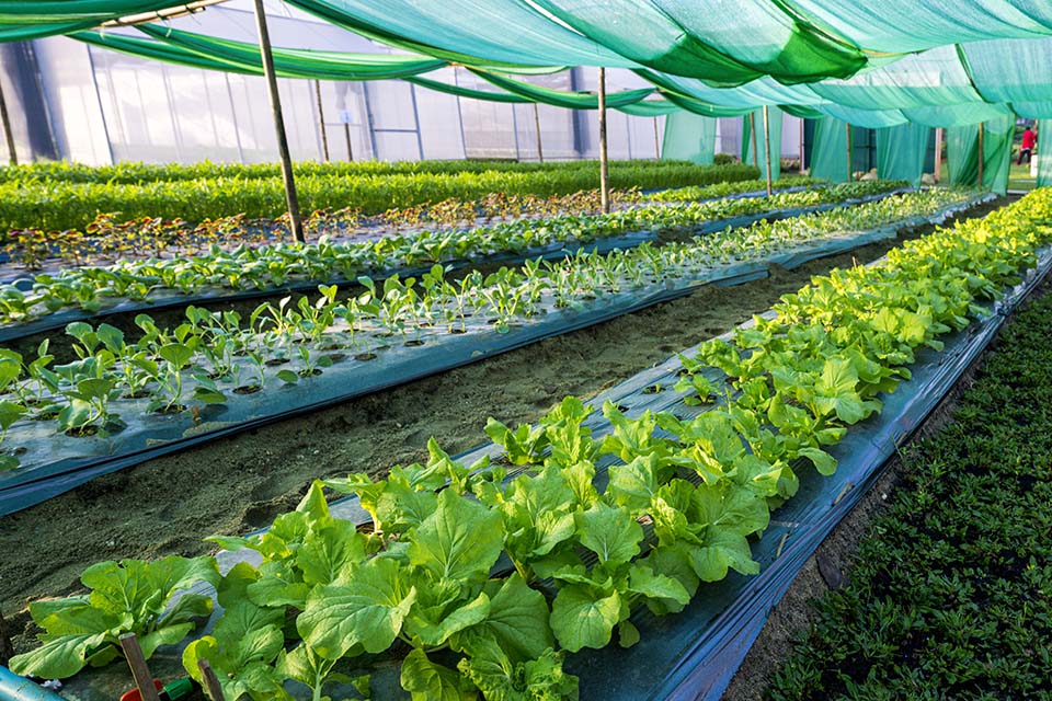 VeggieFarm_2022_00103.jpg