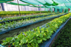 VeggieFarm_2022_00103.jpg