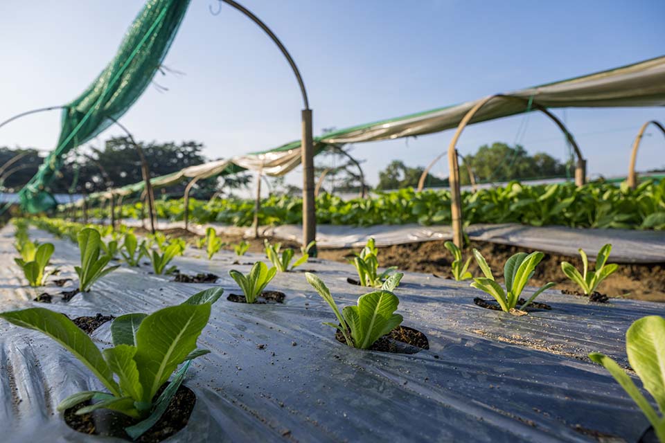 VeggieFarm_2022_00165.jpg