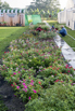 VeggieFarm_2022_00167.jpg