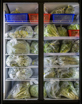 VeggieFarm_2022_00233.jpg