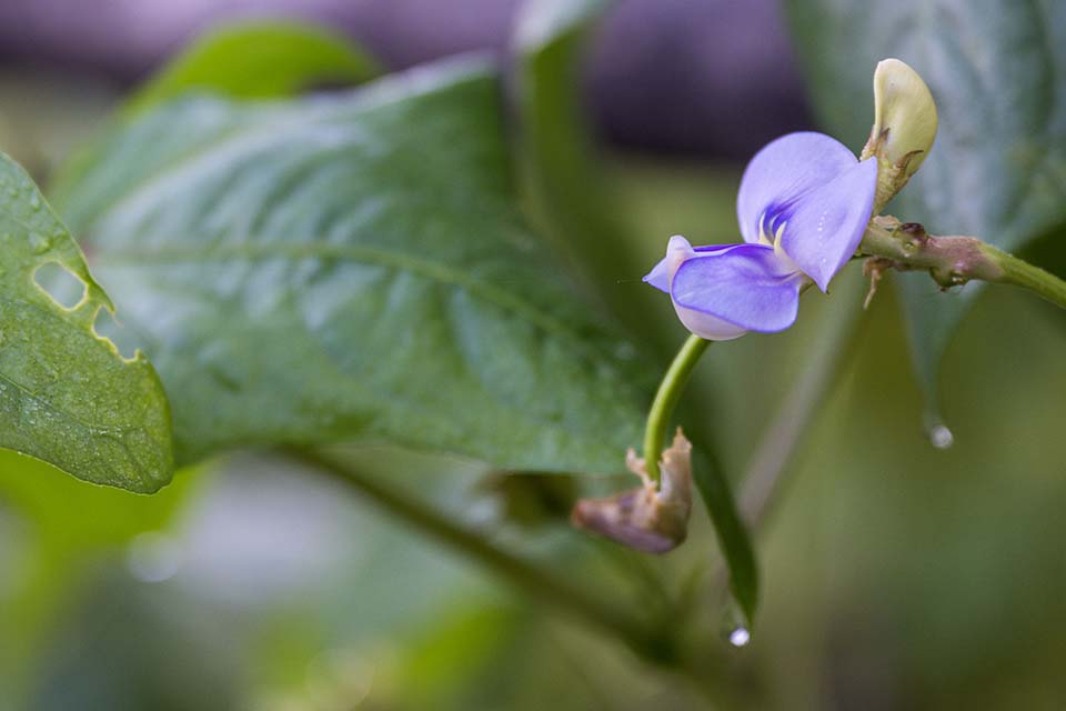 VeggieFarm_2022_00033.jpg
