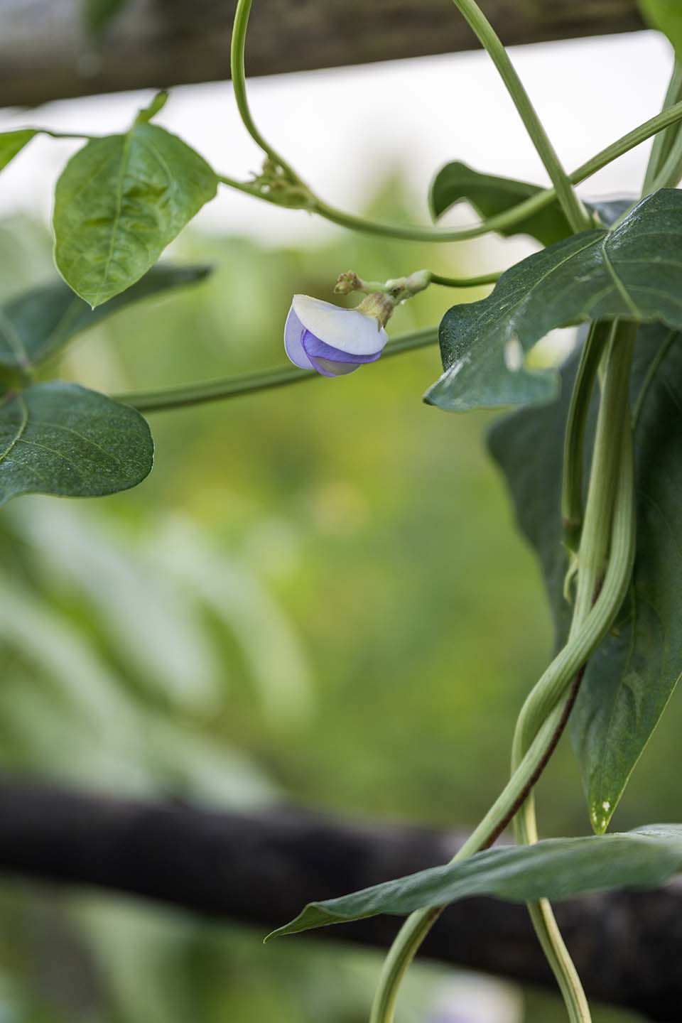 VeggieFarm_2022_00034.jpg