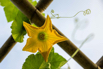 VeggieFarm_2022_00039.jpg