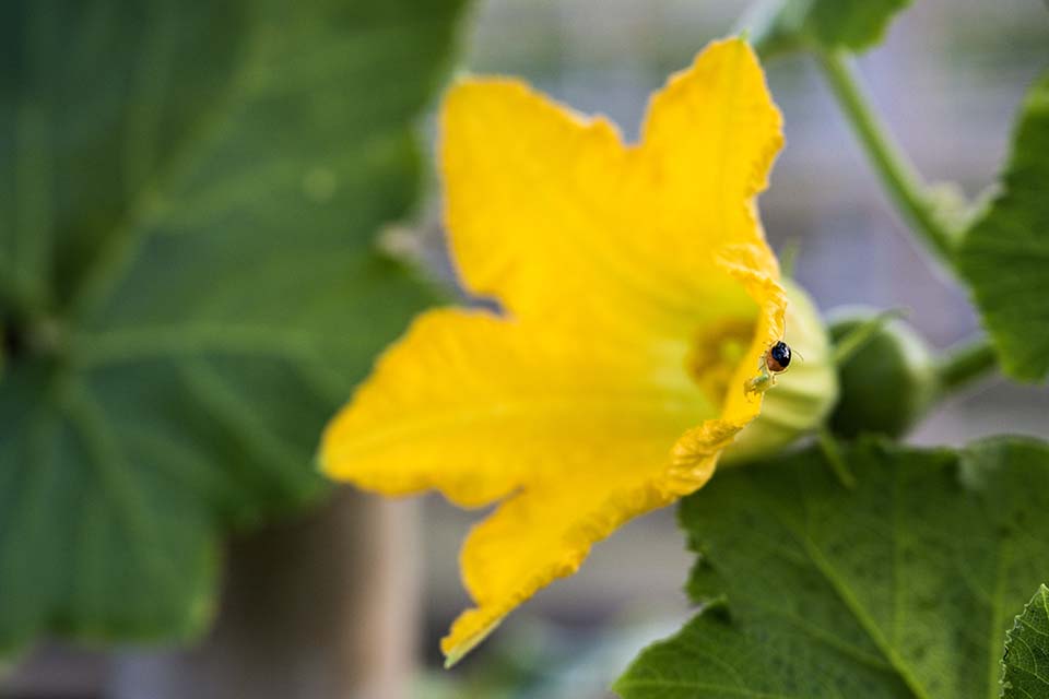 VeggieFarm_2022_00042.jpg