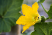 VeggieFarm_2022_00042.jpg