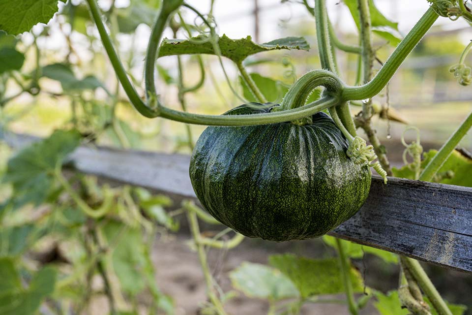 VeggieFarm_2022_00043.jpg