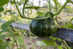 VeggieFarm_2022_00043.jpg