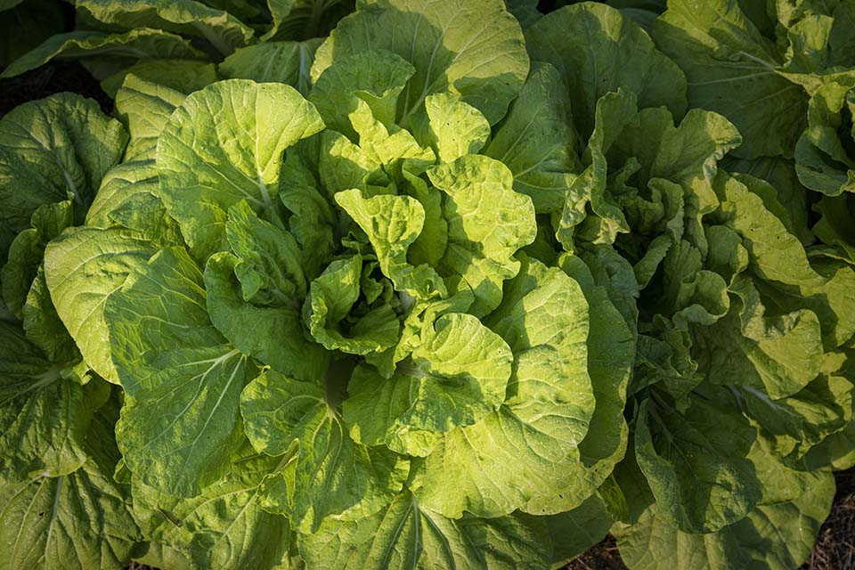 VeggieFarm_2022_00047.jpg