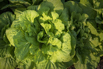 VeggieFarm_2022_00047.jpg