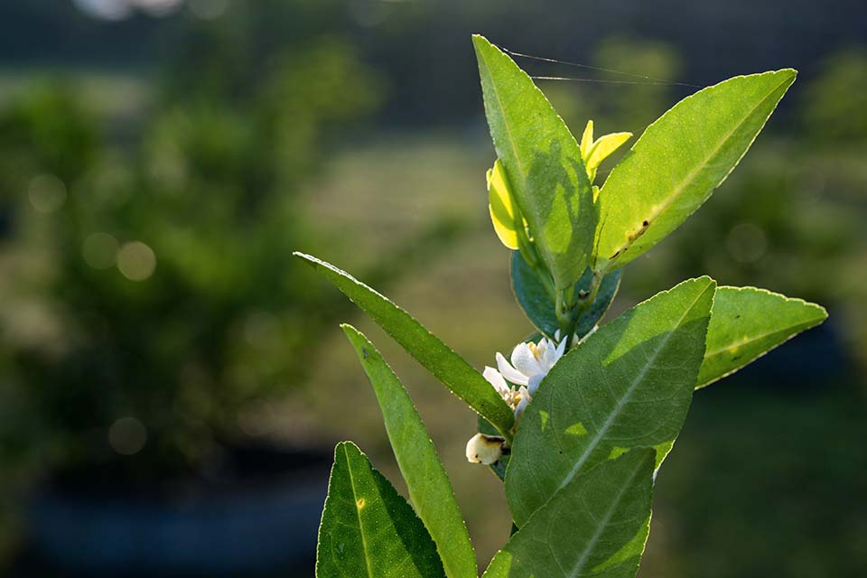 VeggieFarm_2022_00048.jpg