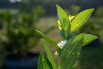 VeggieFarm_2022_00048.jpg