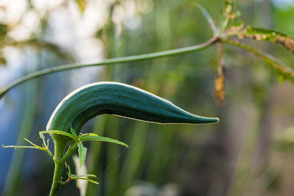 VeggieFarm_2022_00079.jpg