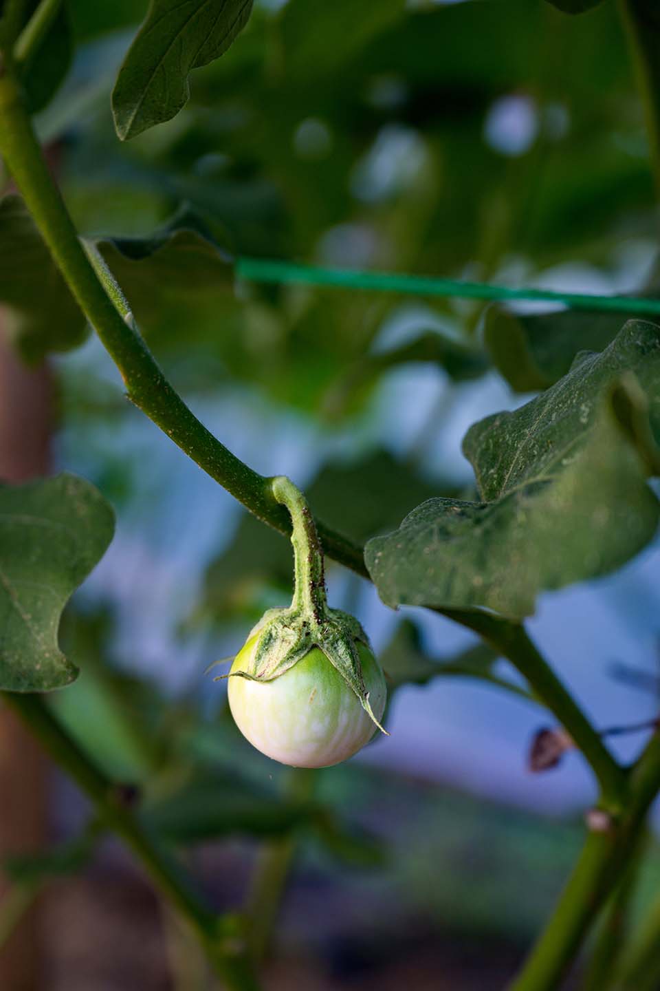 VeggieFarm_2022_00082.jpg