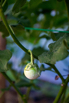 VeggieFarm_2022_00082.jpg