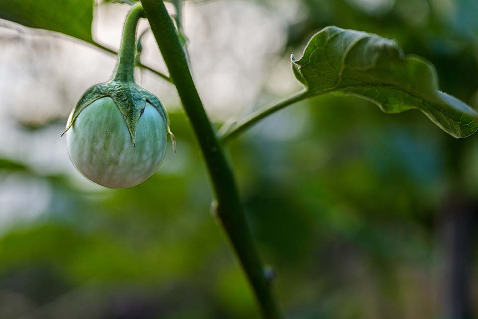 VeggieFarm_2022_00083.jpg