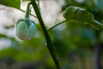 VeggieFarm_2022_00083.jpg