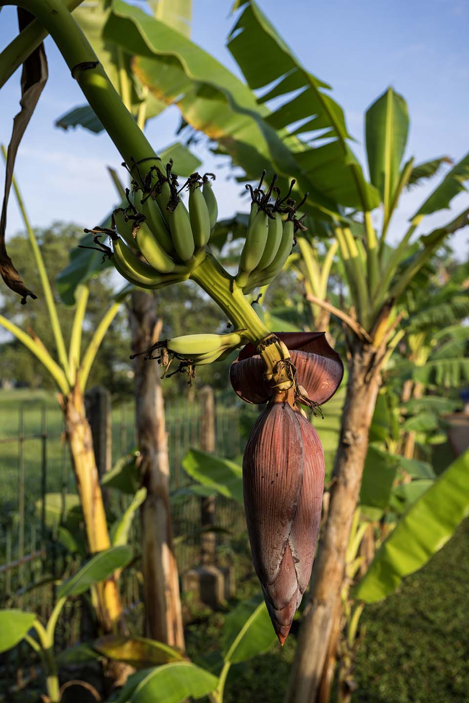 VeggieFarm_2022_00089.jpg