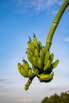 VeggieFarm_2022_00090.jpg