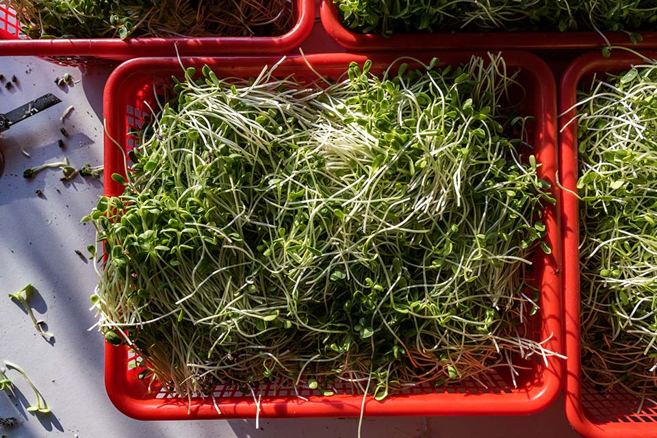 VeggieFarm_2022_00129.jpg