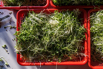 VeggieFarm_2022_00129.jpg