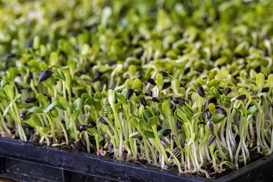 VeggieFarm_2022_00226.jpg
