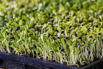 VeggieFarm_2022_00226.jpg