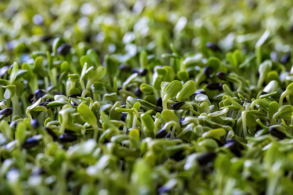 VeggieFarm_2022_00227.jpg
