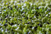 VeggieFarm_2022_00227.jpg