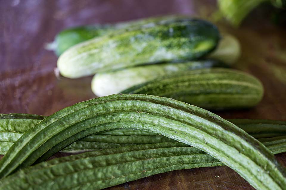 VeggieFarm_2022_00228.jpg