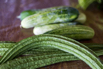 VeggieFarm_2022_00228.jpg