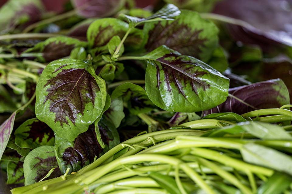VeggieFarm_2022_00229.jpg
