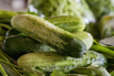 VeggieFarm_2022_00236.jpg