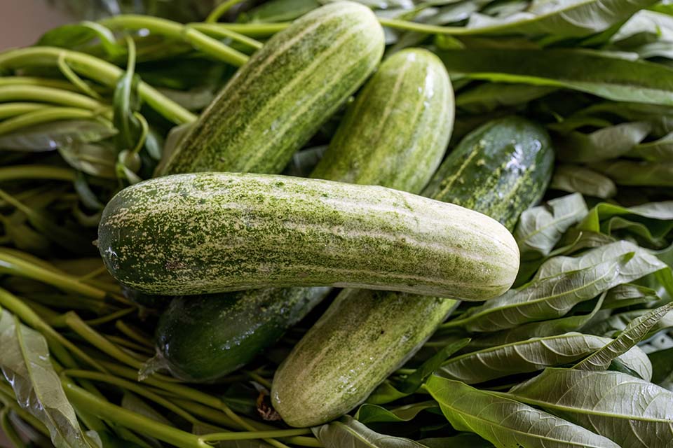 VeggieFarm_2022_00243.jpg