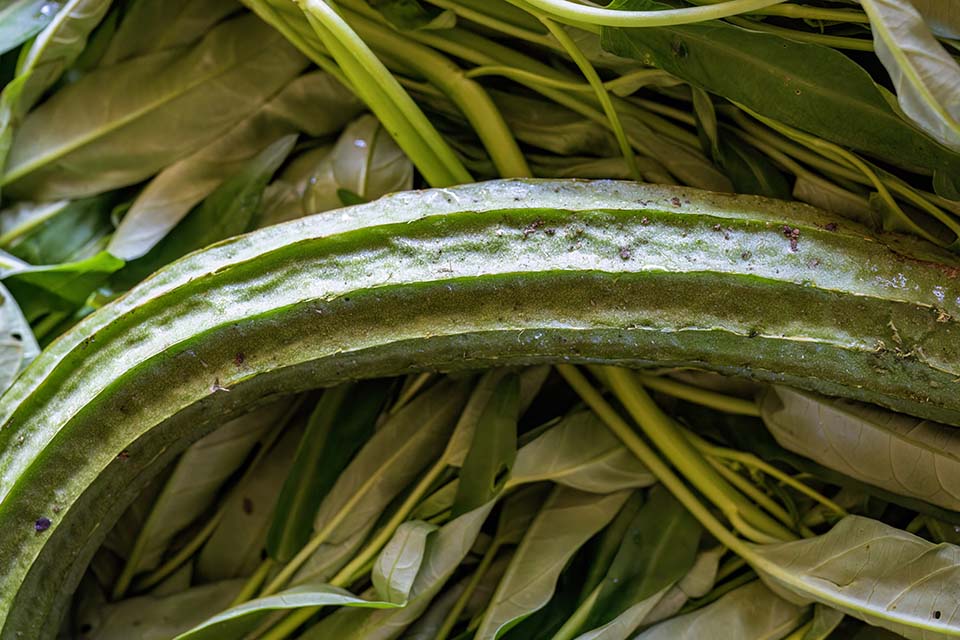 VeggieFarm_2022_00244.jpg
