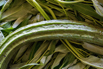 VeggieFarm_2022_00244.jpg