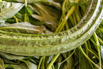 VeggieFarm_2022_00246.jpg