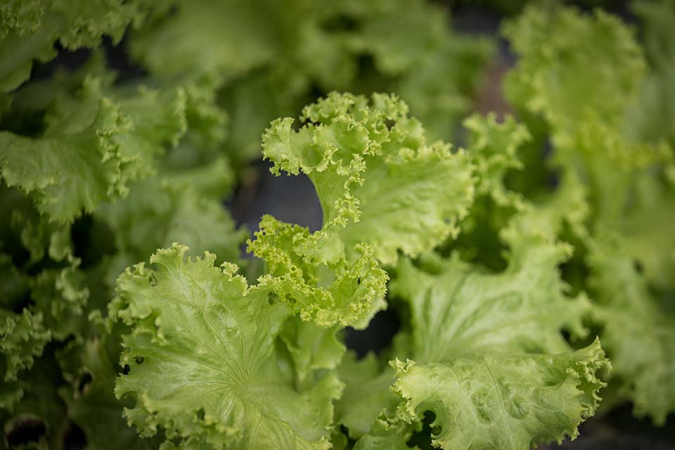 VeggieFarm_2023_00002.jpg