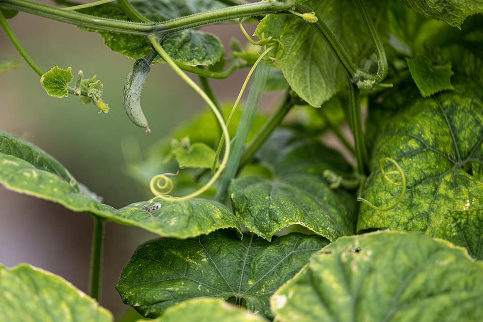 VeggieFarm_2023_00003.jpg