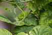 VeggieFarm_2023_00003.jpg