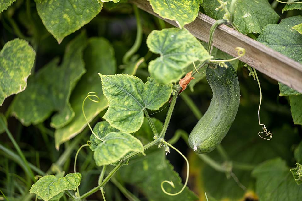 VeggieFarm_2023_00004.jpg