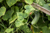 VeggieFarm_2023_00004.jpg