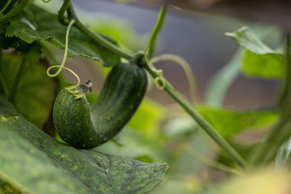 VeggieFarm_2023_00005.jpg