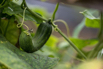 VeggieFarm_2023_00005.jpg