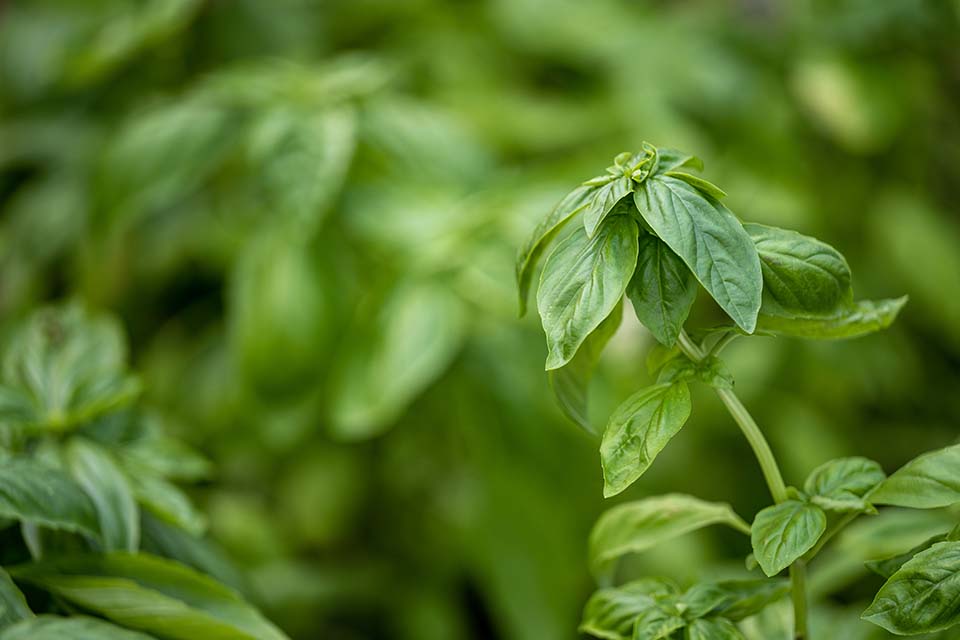 VeggieFarm_2023_00010.jpg