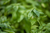 VeggieFarm_2023_00010.jpg