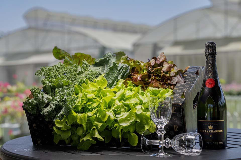 VeggieFarm_2024_00016.jpg