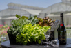 VeggieFarm_2024_00016.jpg