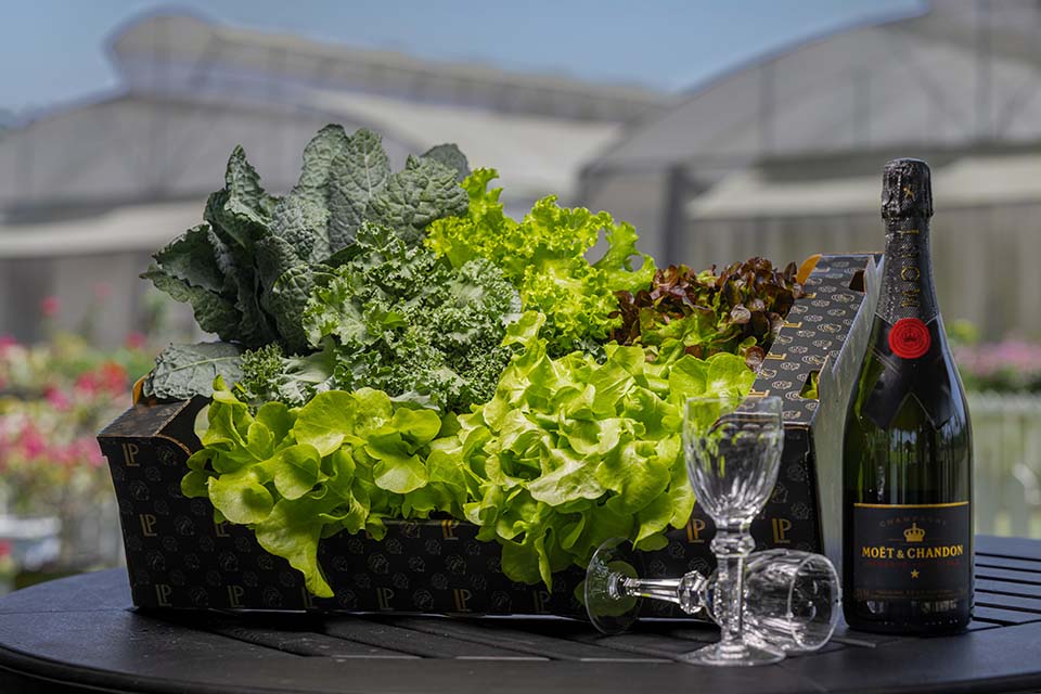VeggieFarm_2024_00017.jpg