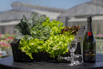 VeggieFarm_2024_00017.jpg